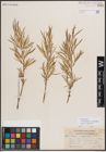 Foto von Salix exigua var. pedicellata (Andersson) Cronquist